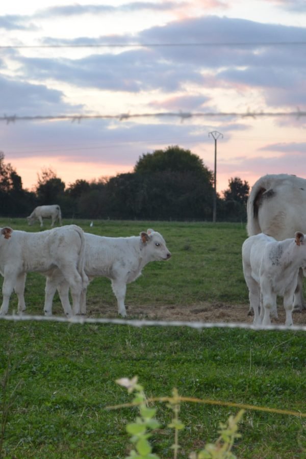 Vaches dans les champs